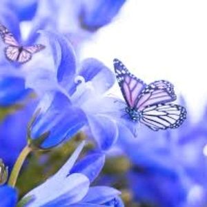 Meet your Posher, Lacey